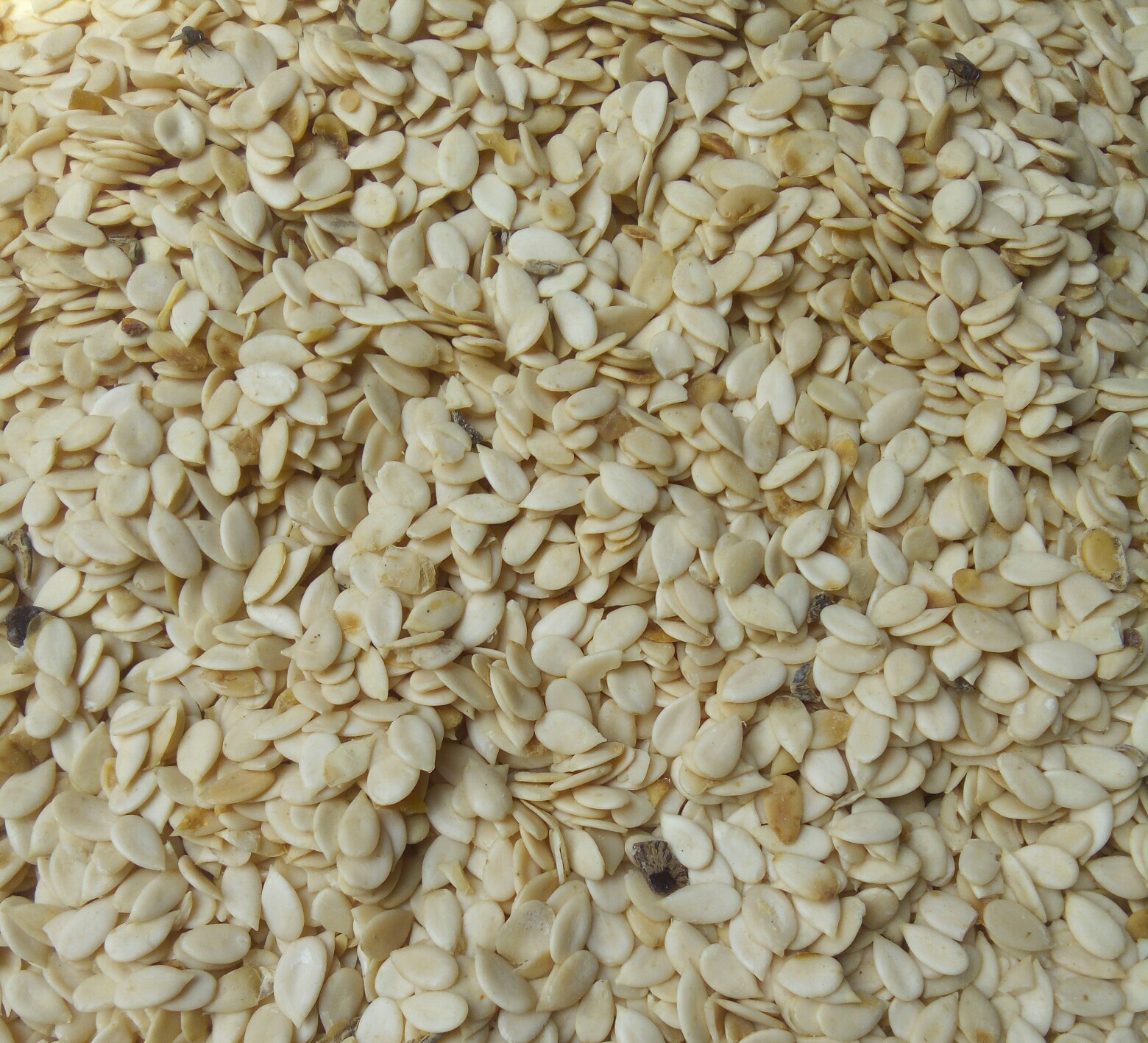 Read more about the article 9 Health Benefits Of Egusi seed