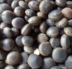 Read more about the article 11 Impressive Health Benefits Of Mucune Sloanei (Ukpo seed)