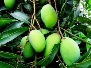 Read more about the article What Are The Health Benefits Of Mangoes