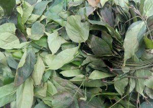 Read more about the article 10 Evidence-based Health Benefits Of Ukazi leaf