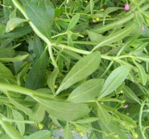 Read more about the article What Are The Health Benefits Of WaterLeaf