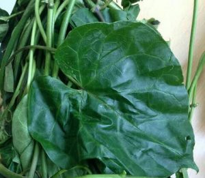 Read more about the article 13 Impressive Health Benefits Of Utazi Leaves