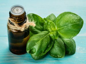 Read more about the article Benefits Of Pure Basil Essential Oil