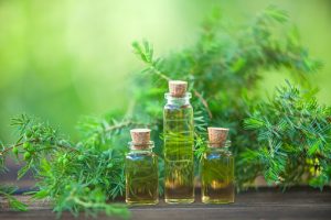 Read more about the article 10 Benefits Of Juniper Pure Essential Oil