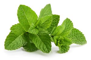 Read more about the article 11Proven Health Benefits Of Mint Leaves Your Body Need