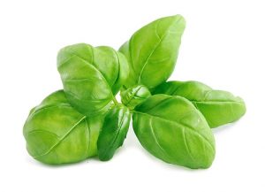 Read more about the article 10 Proven Health Benefits Of Basil Leaves & Uses