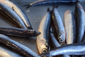 Read more about the article 10 Incredible Health Benefits Of Anchovies For Your Brain & Body Need