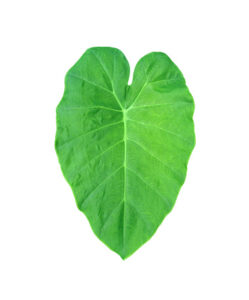 Read more about the article Health Benefits & Side Effect Of Taro Leaves