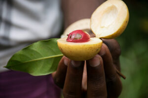 Read more about the article 10 Science-base Health Benefits Of Ehuru (African Nutmeg)