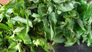 Read more about the article 10 Incredible Health Benefits Of Oha Leaves